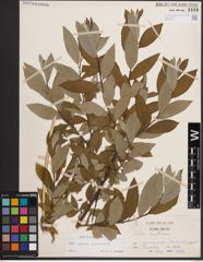 Foto von Salix caprea L. x Salix viminalis L.
